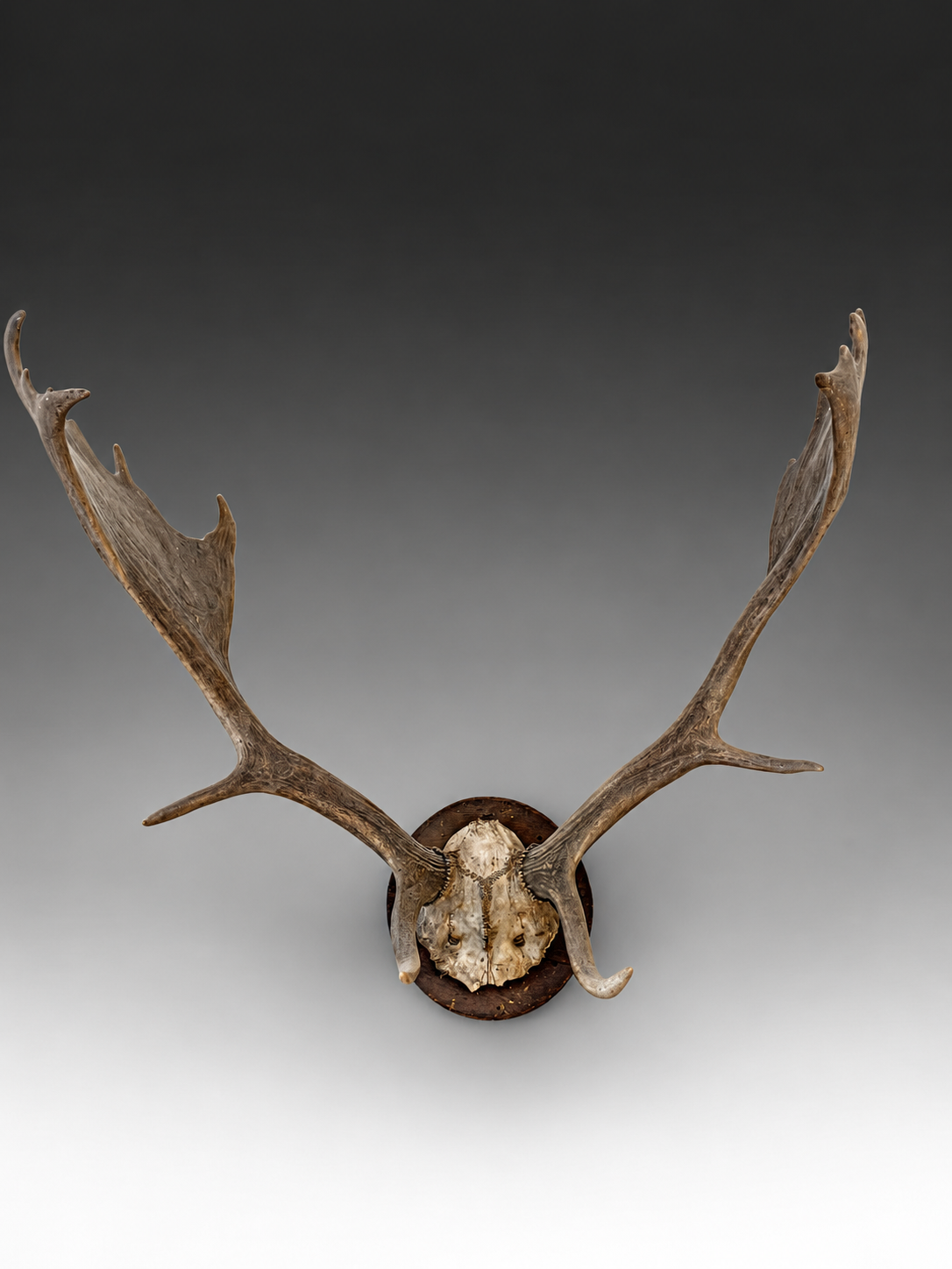 Antique Fallow Deer Antlers (19th Century) — Art-Leap