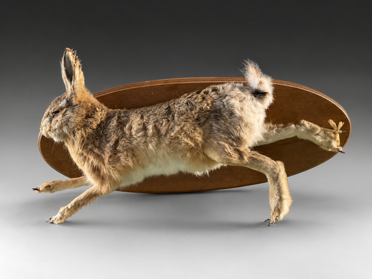 The Art-Leap Hare — Art-Leap