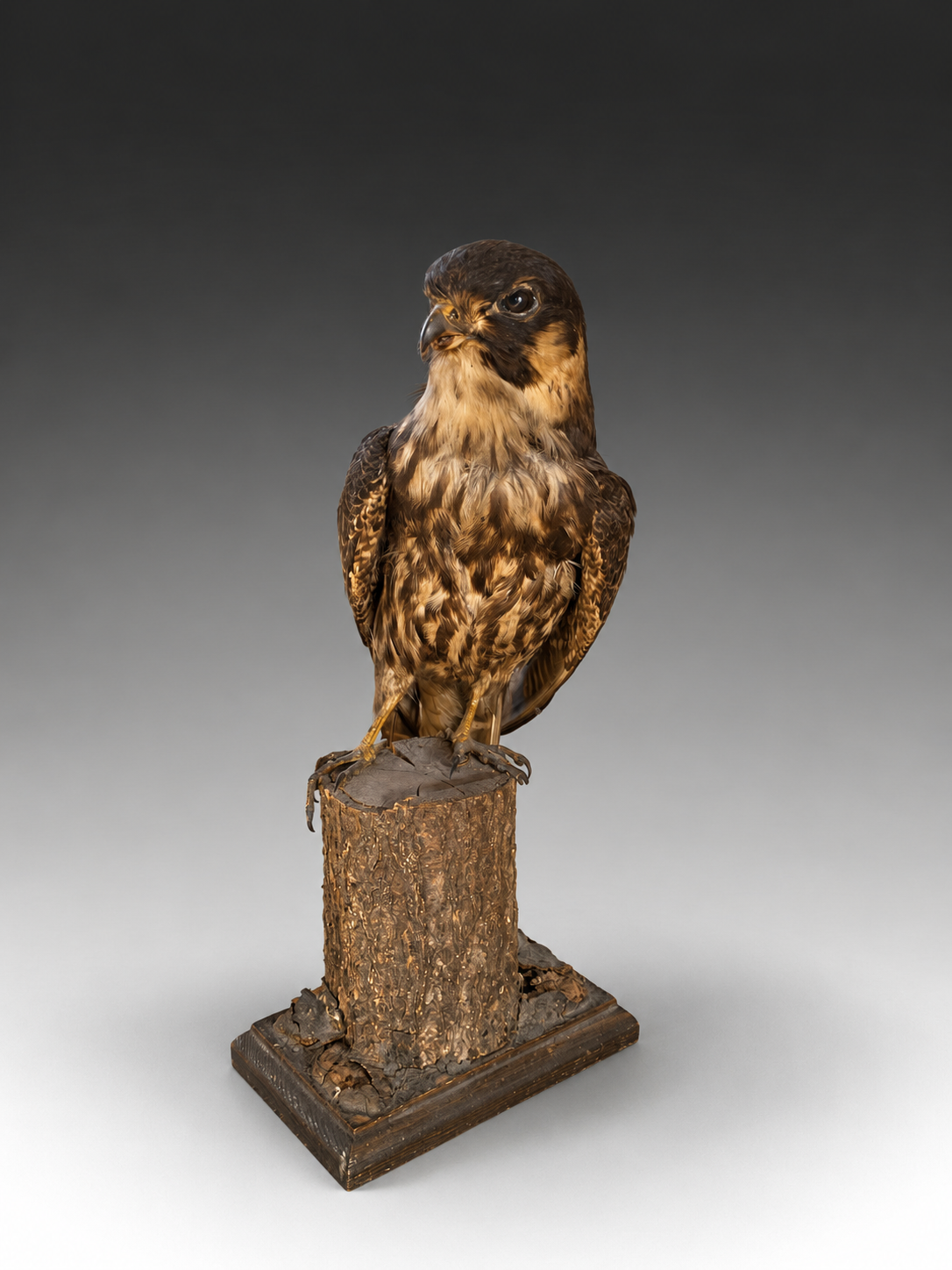 Taxidermy Small Falcon — Art-Leap