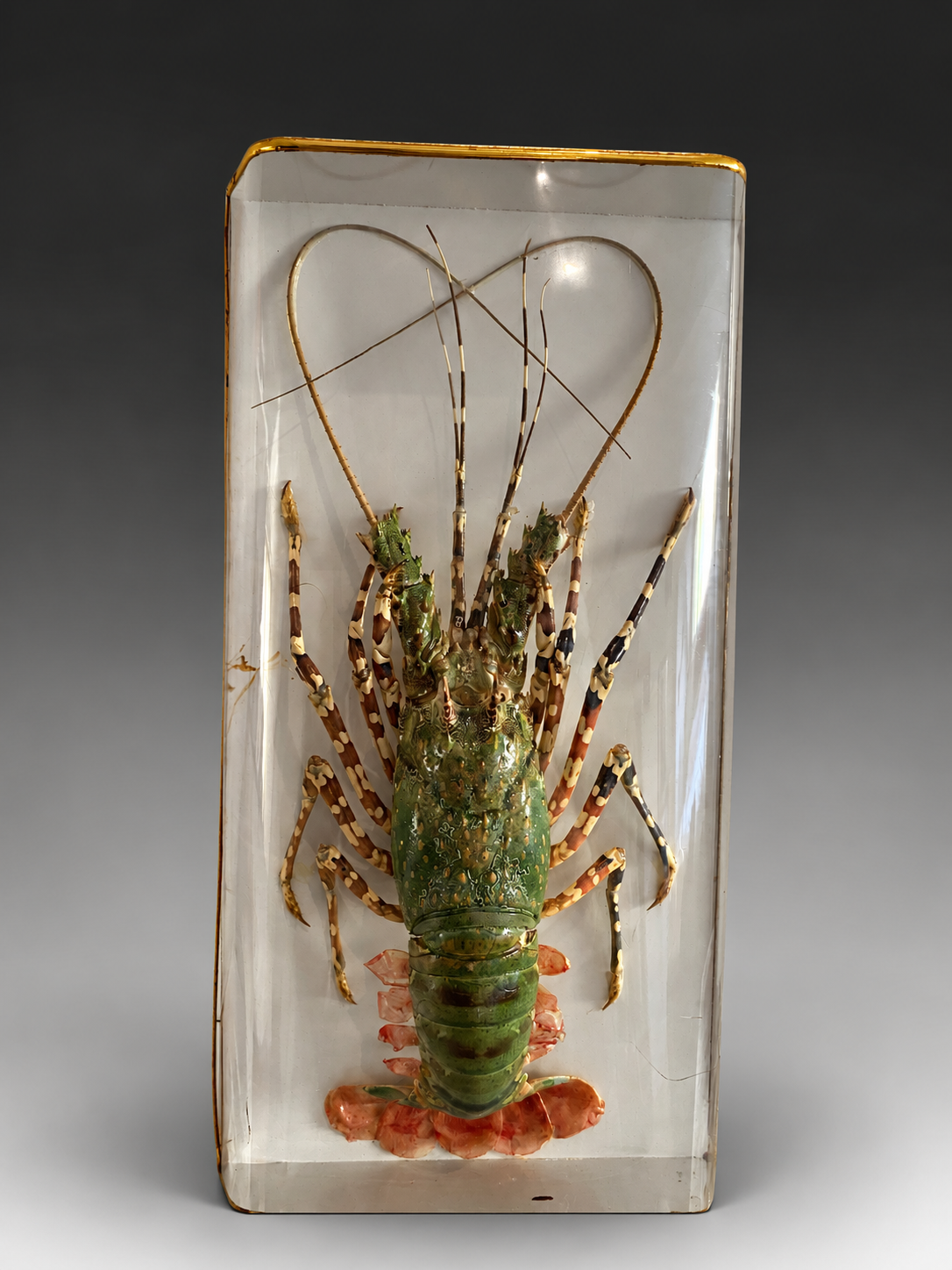 Taxidermy Tropical Spiny Lobster (Rock Lobster) — Art-Leap